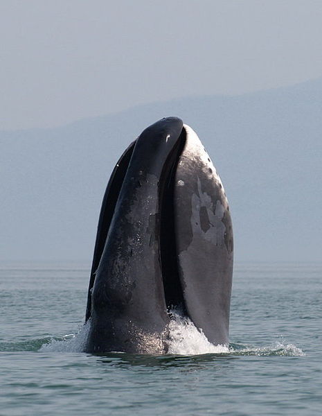 A bowhead whale