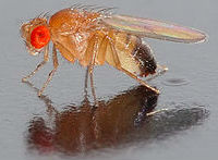 Drosophila_melanogaster