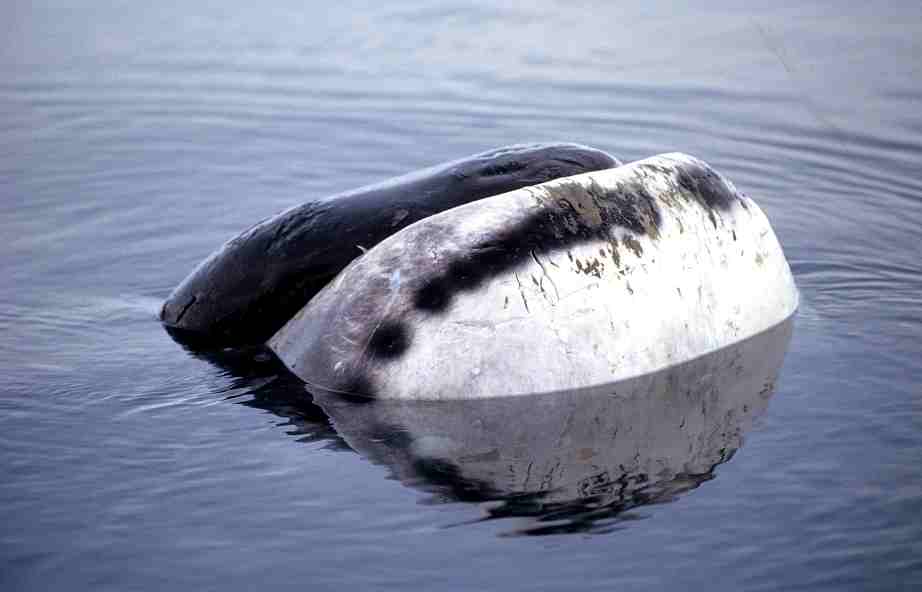 A Bowhead whale